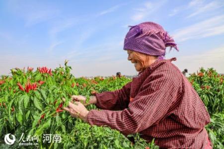 柘城辣椒再得“金牌” 获评国家农产品地理标志