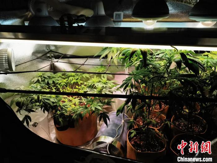 北京海关查获非法邮寄进境大麻种子
