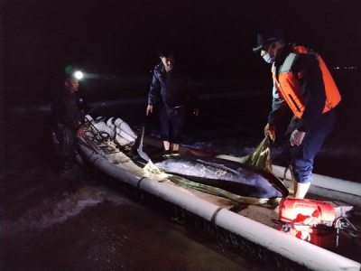广东海警局春节期间成功救助搁浅海豚