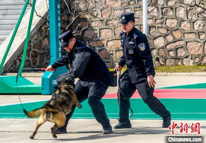 吉林边境检查站警犬春训忙