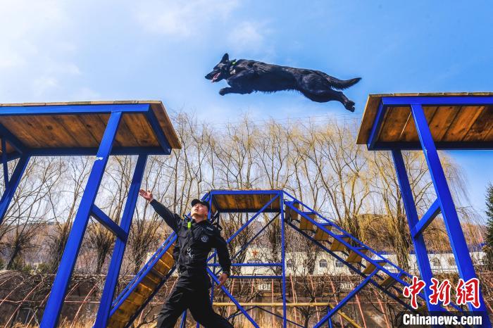 吉林边境检查站警犬春训忙