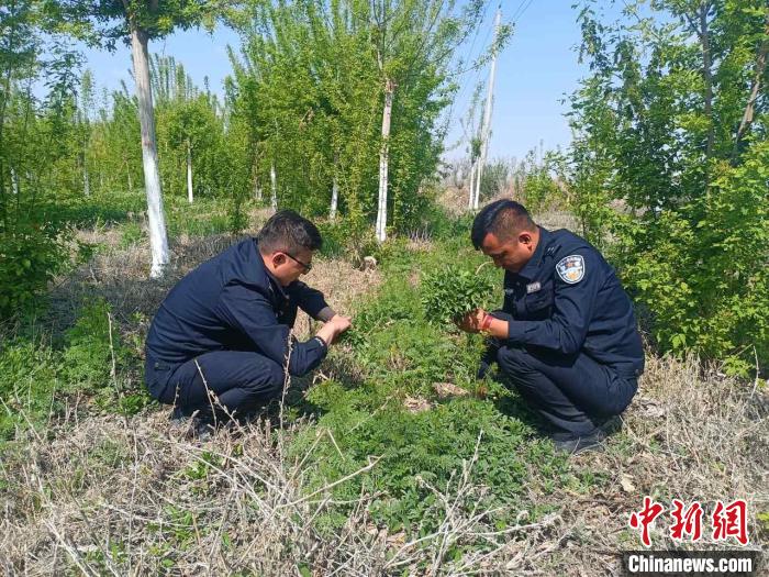 新疆呼图壁民警铲除野生大麻原植物幼苗8000余株